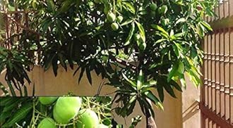 Creative Farmer Live Plant Mango Priyur Famous Varieties of Indian Mangoes Exotic Outdoor Plants Garden Plant(1 Healthy Live Plant)