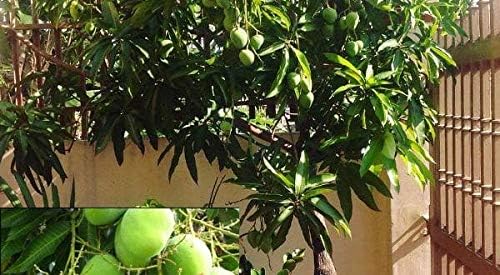 Creative Farmer Live Plant Mango Priyur Famous Varieties of Indian Mangoes Exotic Outdoor Plants Garden Plant(1 Healthy Live Plant)
