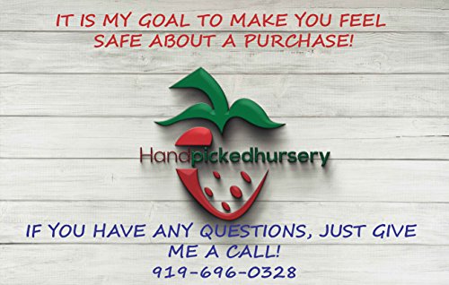 10 Flowering Dogwood Tree Seeds