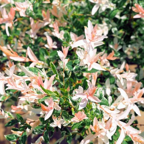 YouGarden Salix Flamingo Bush Established Plant in 3L Pot Ready to Plant