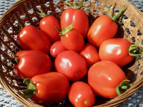 75+ Roma VFN- Heirloom Tomato Seeds