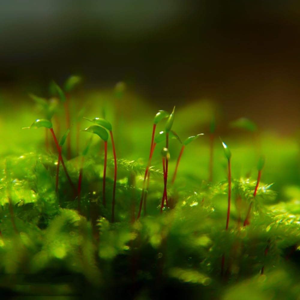 50 piezas acuario de semillas de musgo plantas de interior purificadoras de aire,Musgo briofita, semilla lo mejor de la jardinería planta semillas arte plantas para la
