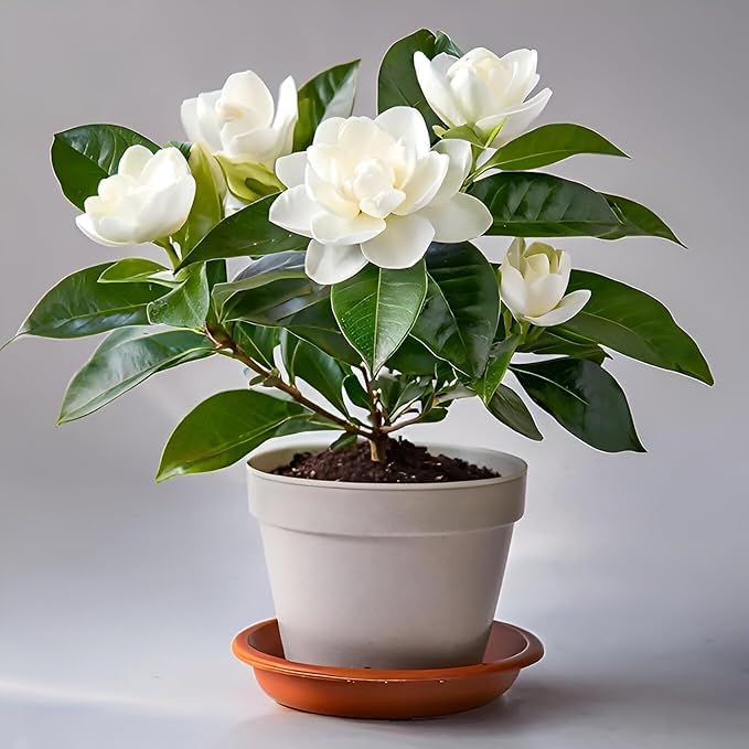 BDSresolve All season Hybrid gardenia flower live plant||gandhoraj flower live plant For Garden Pack of 1