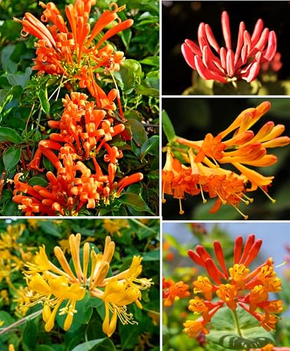 200 Orange Honeysuckle Seeds Vine Fragrant Lonicera cilosa Bush Climbing Medicinal Honeysuckle Western Trumpet Flower
