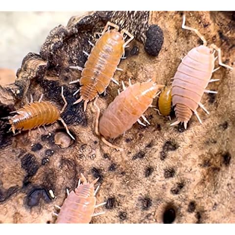 Bugzy Bugs Powder Orange Live Isopods Porcellio Pruinosus Cleanup Crew Roly Poly for Insect Terrarium Reptile Pet Food Cover