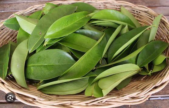 Soursop Fresh Dry Leaves (500 Leaves)- Health Suppliment dry leaf