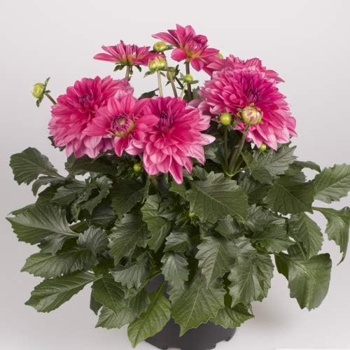 Amazon Co Jp ガーデン ダリア マキシ メンドーサ １株 宿根草 栄養系 切り花 鉢花 イングリッシュガーデン等に Diy 工具 ガーデン