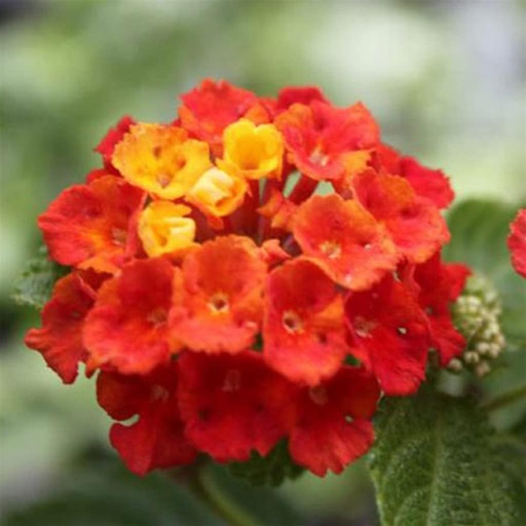 OhhSome Plant For Nursery Lantana Hanging Basket Boarder (Healthy Live Plant)