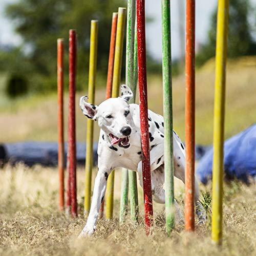 Rc Ocio Snack per Cani | Premi come snack per cani...