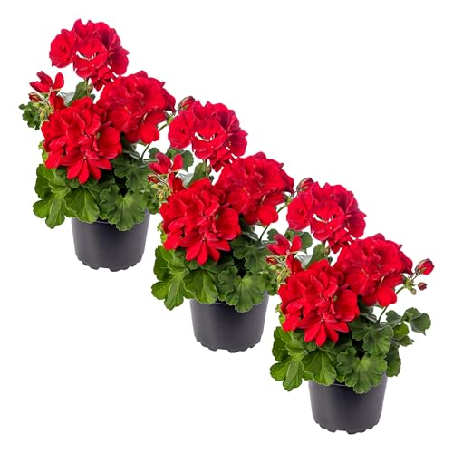 Zonal Geraniums - Red - 3 Plants - 1 Qt Pot