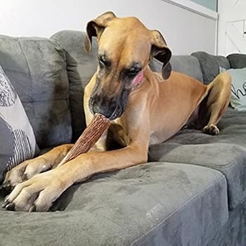 elkhorn premium chews