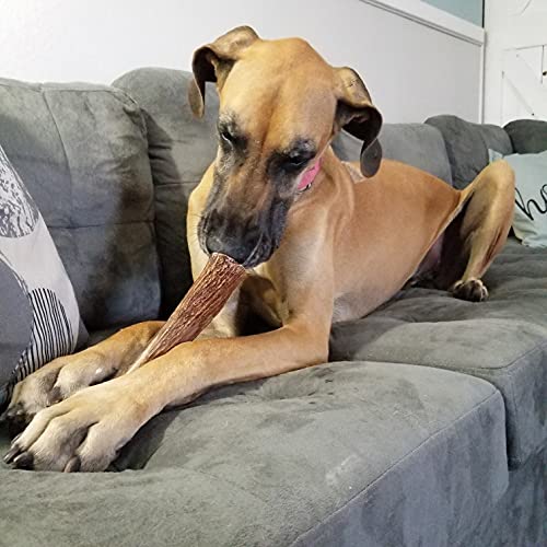 Elkhorn Premium Chews – X Large Split Single Pack (For 50+ Lb Dogs) Premium Grade Elk Antler Dog Bone (1 Piece) Sourced In The Usa #TOP6