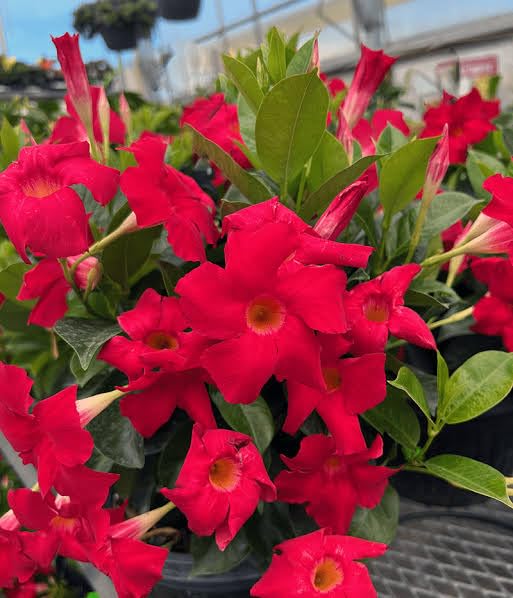 Red Mandevilla Flower Live Plant (B0CGP3N81H) Amazon Price History, Amazon Price Tracker