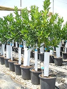 Eigene Produktion Orangenbaum Citrus sinensis 130-150cm