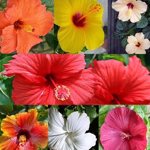 PlantaZee Gudhal Live Plant Hibiscus Flower