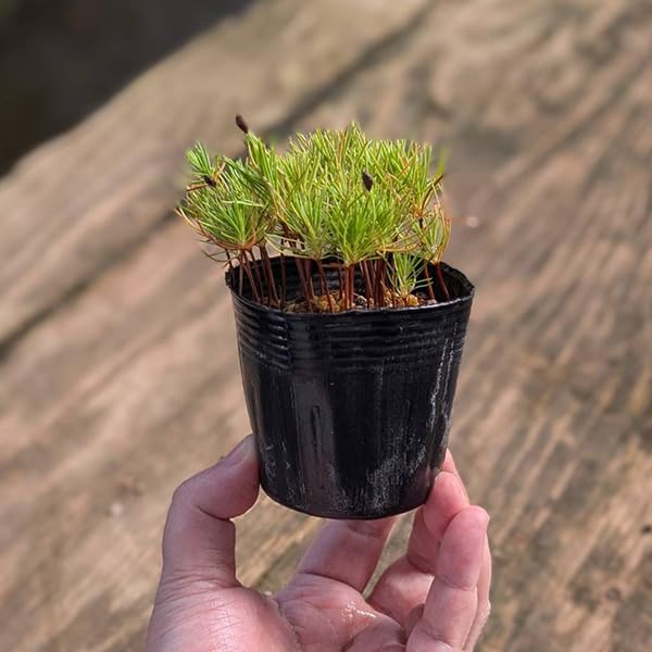 5*3様 赤蝦夷松実生寄せ植え用　9本 赤蝦夷松 寄せ植え用素材 蝦夷松（エゾマツ） / 盆栽、多肉植物