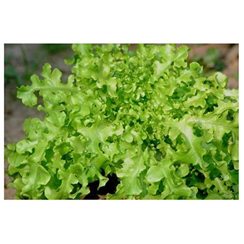 Sementes de Alface Mimosa Brava Peletizada (1000 un) ISLA