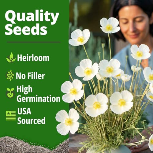 Image of HOME GROWN California Poppy Ivory Castle 2500 Seeds 3.3g 2026 Spring Flower Seeds for Planting Outdoors, California Poppies, Bulk Perennial Self-Seeding Flower Seeds (Eschscholzia Californica)