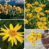 arnika samen wildkräuter samen gartengeschenke blumenwiese balkonpflanzen frühlingsblumen kübelpflanzen garten heilpflanzen samen wildblumensamen mehrjährig winterhart heilkräuter 35pcs