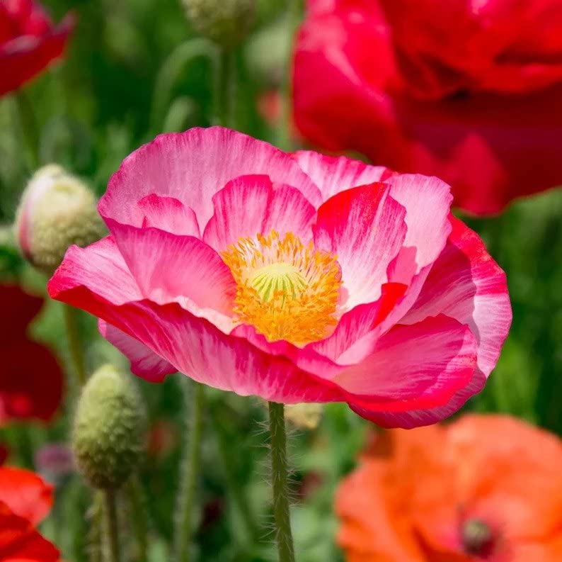 Flora Seeds Shirley Poppy Flower Seeds, Shirley Poppy Seeds For Home Gardening Winter