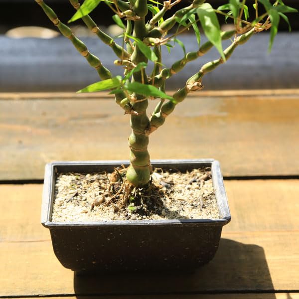 最安値，本物保証 [野風盆栽流通]仏肚竹 大福竹(9598白丸プラ鉢)全高：60㎝※140サイズ＊同梱包条件有＊「まとめて取引」手続厳＊送料明記＊