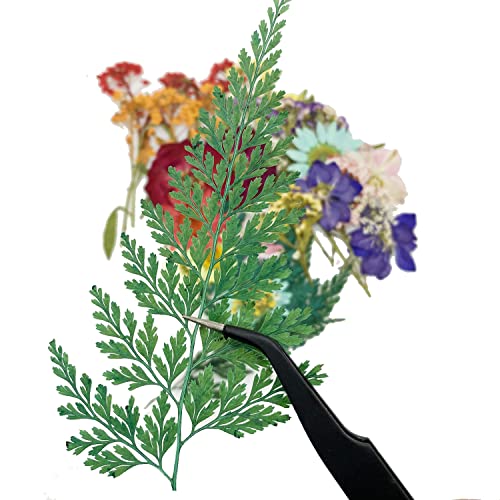 Flores prensadas secas con pinzas set 40 piezas miniatura 5