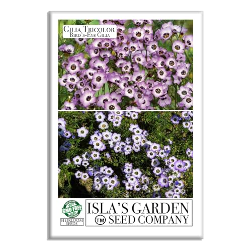 Gilia Bird’s-Eye Flower Seeds (Gilia Tricolor) – 2500+ Non-GMO &