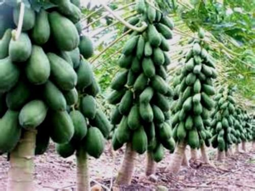 Maradol Papaya Tree Seeds! Grows fruit in only 9 MONTHS from seed! 10 Seeds
