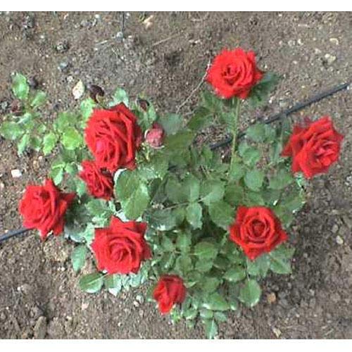 EdensField Rare Climbing Rose Plant. Red Flower (Variety Of Rose) 2 Live Healthy Plant New (B09L6SWZ5V) Amazon Price History, Amazon Price Tracker