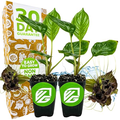 Black Bat Flower Plant - Tacca chantrieri by Wellspring Gardens - Exotic & Rare Indoor or Outdoor Live Plant - Ideal for Home and Garden Landscaping, Dark & Lovely Starter Plant (2-Pack)