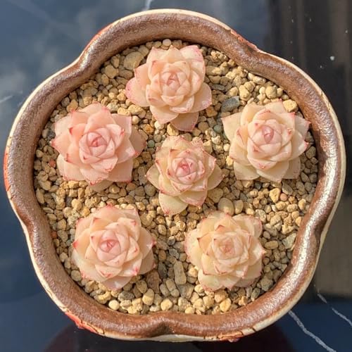 SukkulentenSamen, bio gartenpflanzen sukkulenten luftreinigende zimmerpflanzen exotische garten 100pcs