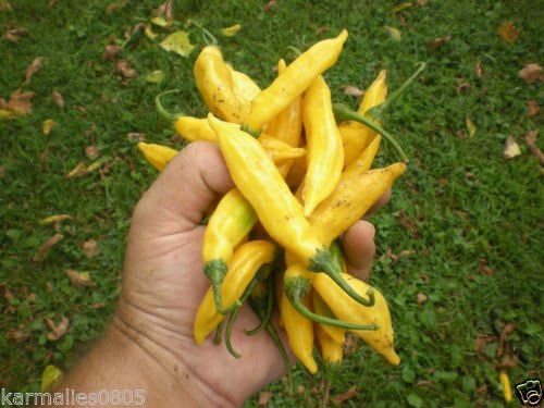 AJI LIMON LEMON DROP (50) PEPPER SEEDS