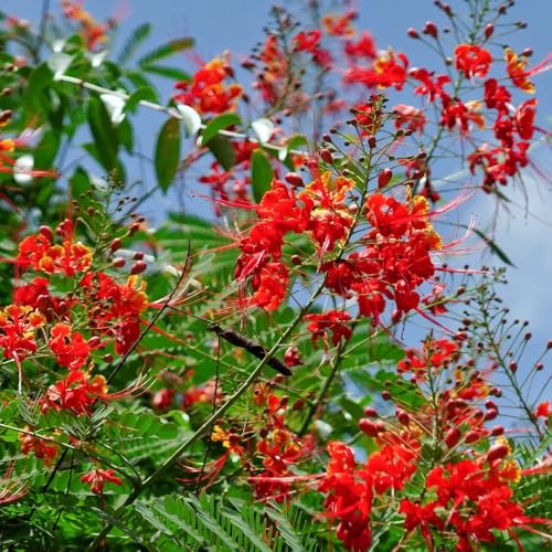 semi di pavone - balcone vecchie varietà esotiche resistenti copertura del terreno 100pcs