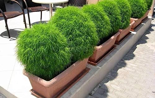 Miniatura 6 de Semillas arbusto ardiente de hoja perenne (Kochia Childsa) Jardín anual de flores tradicionales para plantar sin OMG