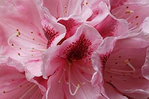 Posterazzi Różowy rododendron I plakat wydruk autorstwa Rity Crane, (24 x 36)