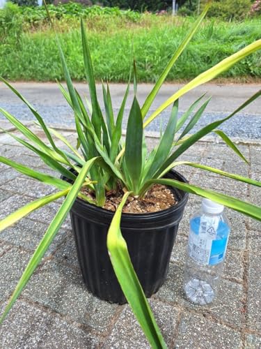 ユッカ」の人気商品一覧 | 安い商品を通販サイトから探す - 価格.com