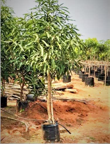 CosaCentrum Mango (Pack of 1) Plant Hybrid Healthy Pure Grafted Plant with pot (B0BSV1ZNLK) Amazon Price History, Amazon Price Tracker