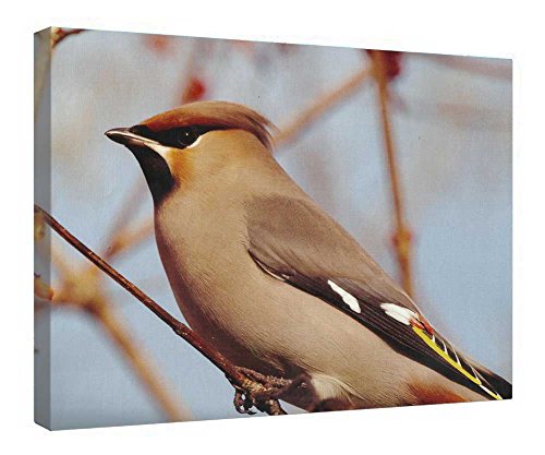 Toile oiseau chanteur avec cadre en bois noble finitions premium