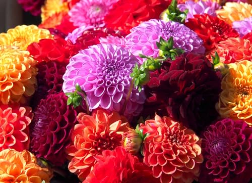 Dahlia Tubers for Planting, Mixed Colors - Grow Stunning Perennial Dahlia Flowers (6...