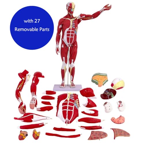 Image of Anatomical Human Muscular Figure Model with 347 Number with 27 Removable Parts Muscle Organ Model Training Manikin Model for Teaching 33.5'' Tall,1 /2 lifesize