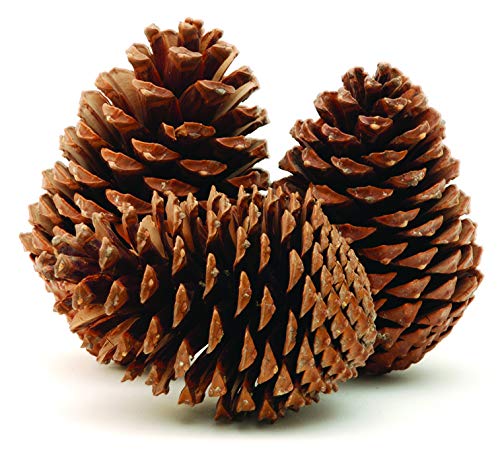 Decoflorales® - 15 Stück Pinus Maritima Zapfen; Natur Pinienzapfen, Kiefernzapfen,Tannenzapfen; ca. 5-9 cm Cover