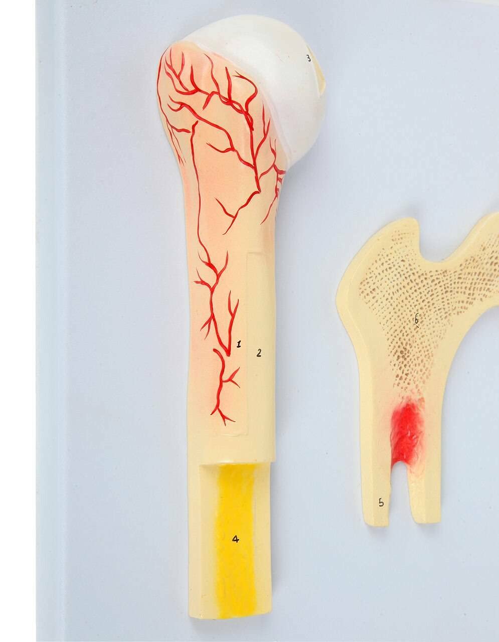 Axis Scientific Human Bone Microstructure with Long Bone Osteon - Includes Product Manual, Human Anatomy System Miniature, mini Figure, Demonstration Skill Educational Model