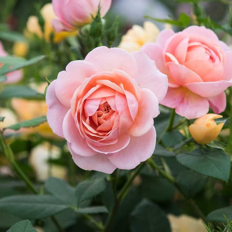 Miniatura 3 de Mini rosa rosa viva, rosa en miniatura en maceta de 3 pulgadas, planta de flores para interiores y exteriores, rosa viva compacta para regalos y