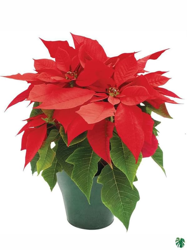 Poinsettia plant Pack of 1 live indoor colorful flower plant (B0D54DCZ25) Amazon Price History, Amazon Price Tracker