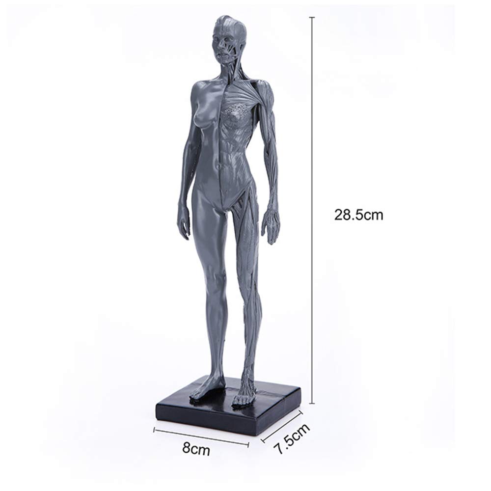 Figura di Anatomia del Corpo Umano - Figura di Anatomia Femminile E Maschile Modello di Muscolo Umano Modello Anatomico di Scheletro Umano - per Insegnamento di Studio Scolastico, Dimostrazione
