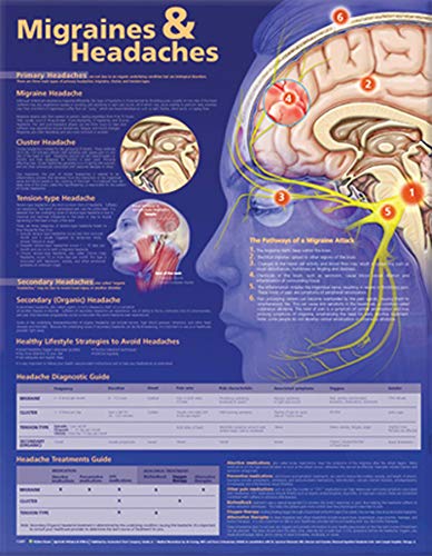 Preisvergleich Produktbild Migraines and Headaches Anatomical Chart
