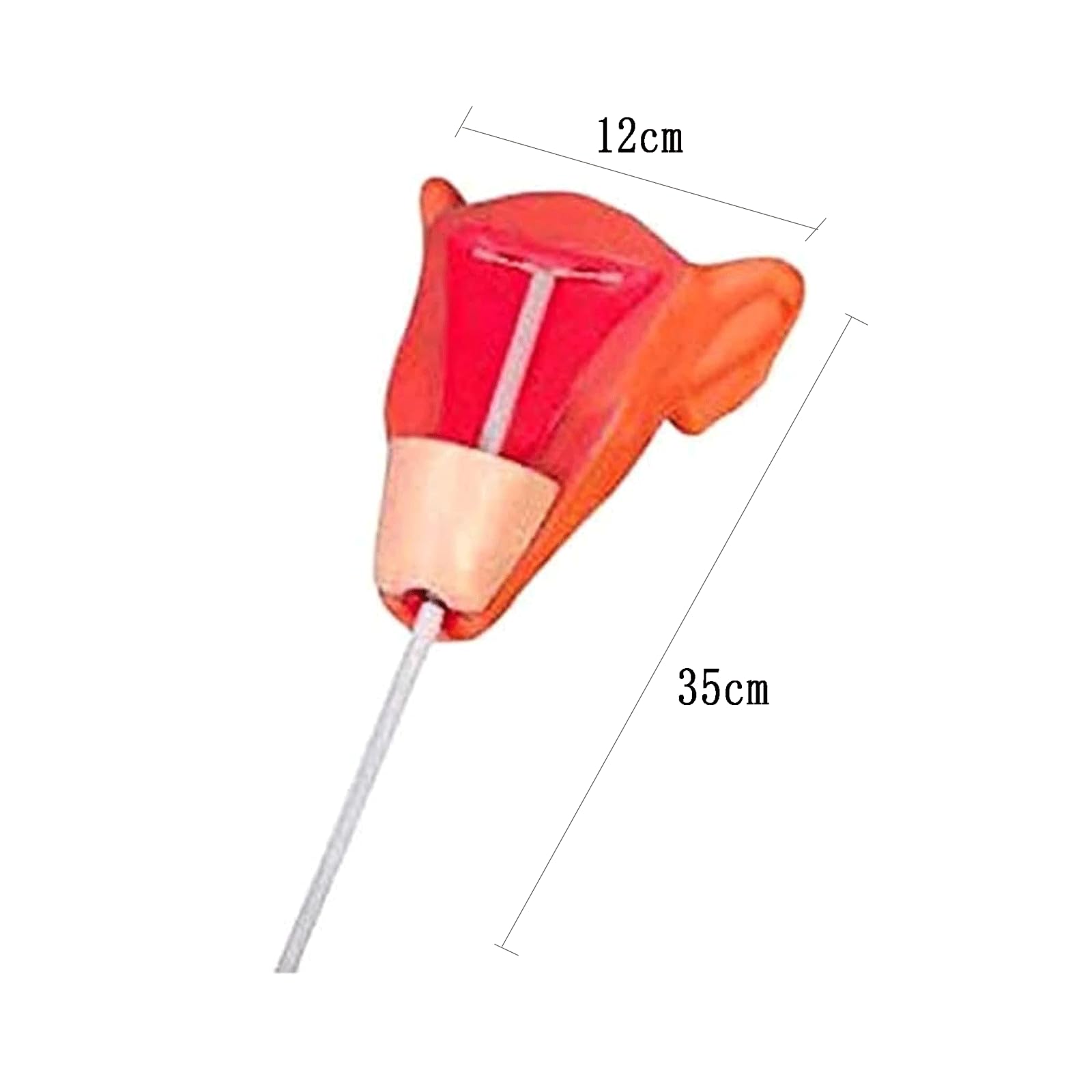 OUFEIJIA Intra Uterine Women Gynecology Training Model, Ovarian Pathology Uterus Model PVC Material for School Teaching Demonstration, Medical Research Model
