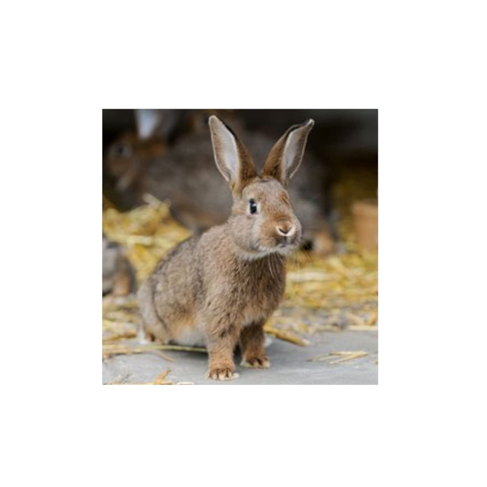 alfavet Rodi Care Basic | 4kg | Ergänzungsfuttermittel für Meerschweinchen & Kaninchen | Kräuterpelltes die dabei helfen können den Appetit und die Verdauungstätigkeit anzuregen