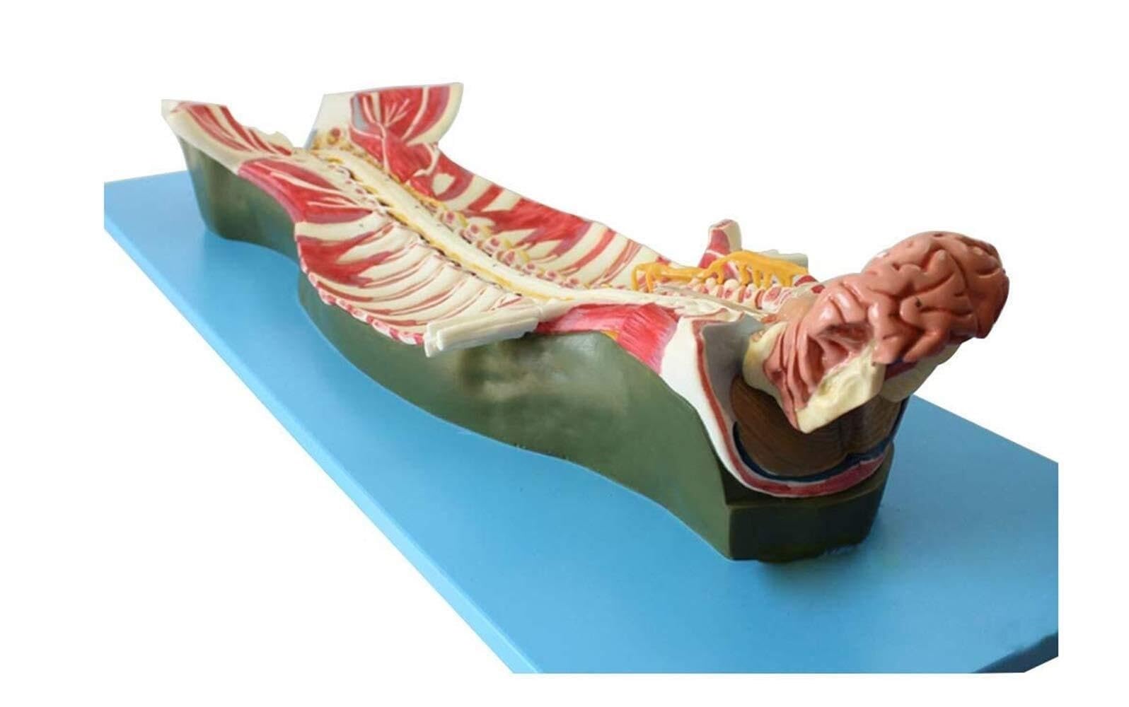 Model anatomii kręgosłupa człowieka z kanałem kręgowym i nerwami
