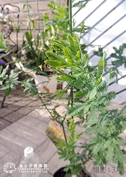 ミモザアカシア　/ 560 ミモザアカシア / 560 ミモザアカシア / 560 常緑樹